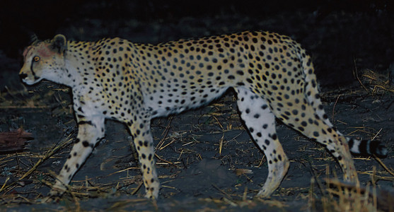 Cheetah