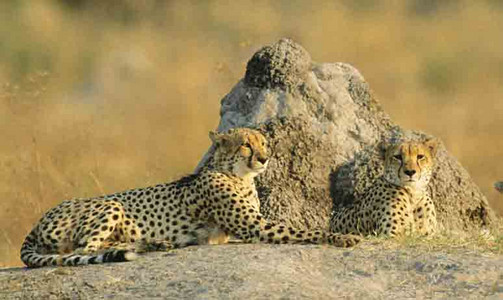 Cheetahs-adult males-Relaxing
