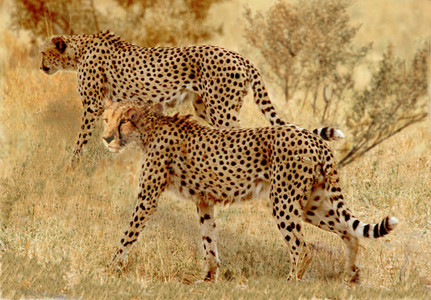 Cheetah