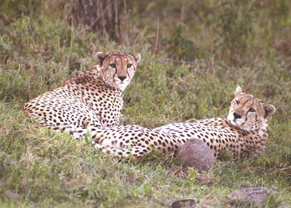 Cheetah