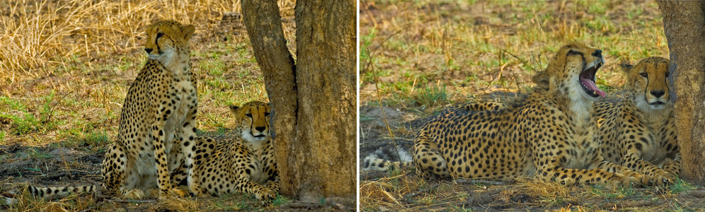 Cheetah
