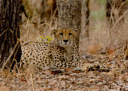 Cheetah