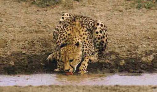 Cheetah