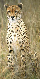 Cheetah