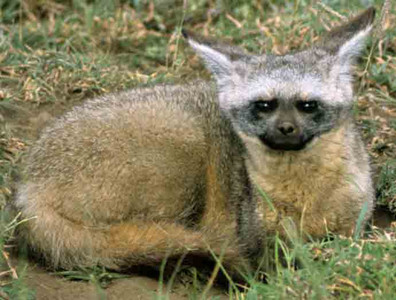 Bat-eared Fox