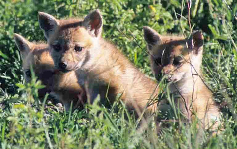 Bat-eared Fox Kits