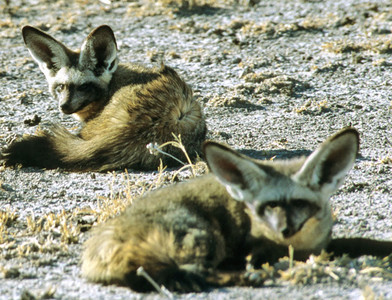 Bat-eared Fox