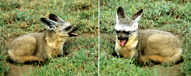 Bat-eared Fox at Den