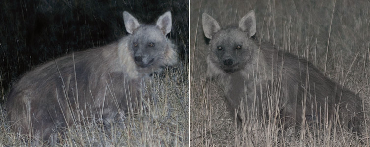 Brown Hyena