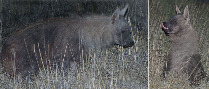 Brown Hyena in dry grass