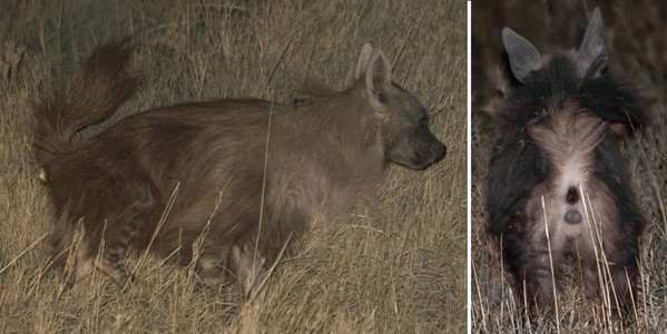 Brown Hyena