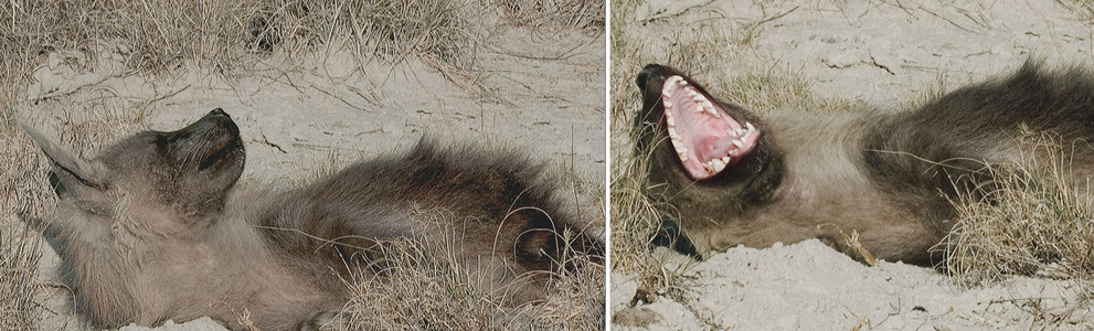 Brown Hyena Yawns