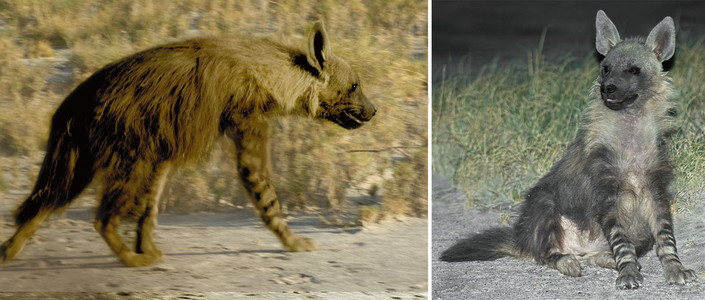 Brown Hyena