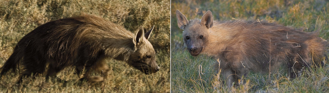 Brown Hyena