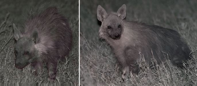 Brown Hyena (M)-Frontal & Side Views-dbl