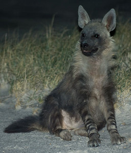 Brown Hyena