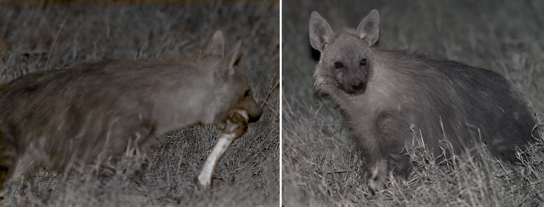 Brown Hyena with bone