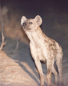 11Hyena-Night-1-2.jpg