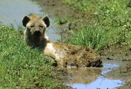 Spotted Hyena sitting in water