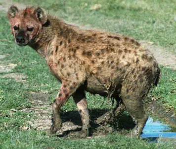 Spotted Hyena