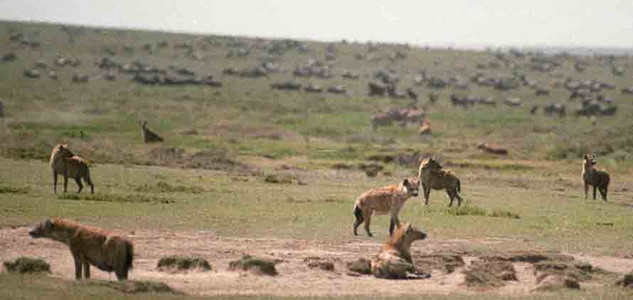 Spotted Hyena