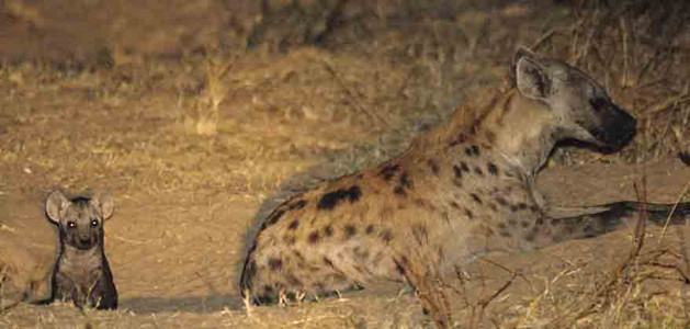 Spotted Hyena