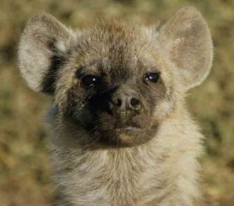 Spotted Hyena Juvenile