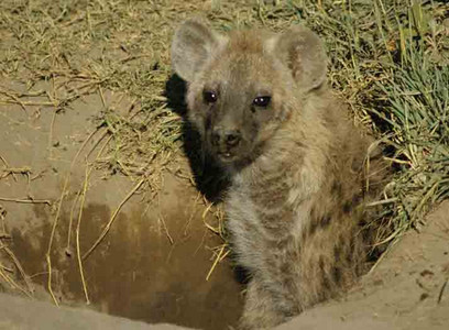 Spotted Hyena