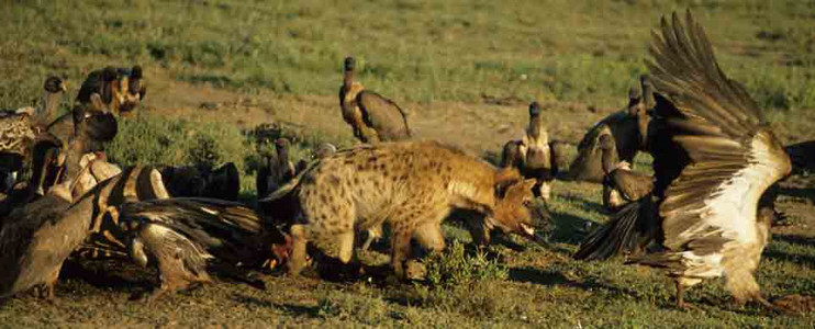 Hyena Chasing Vultures