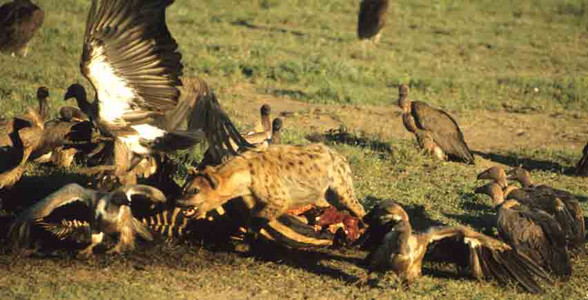 Hyena Chasing Vultures