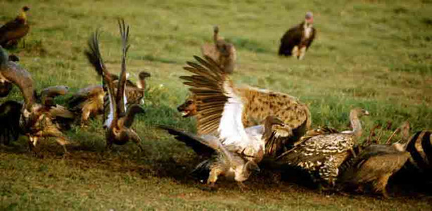 Hyena Chasing Vultures