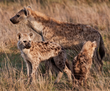 Hyena Family