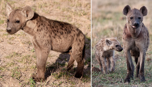 Hyena Family