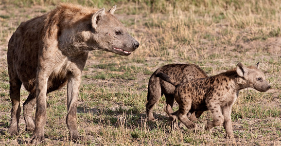 Hyena Family