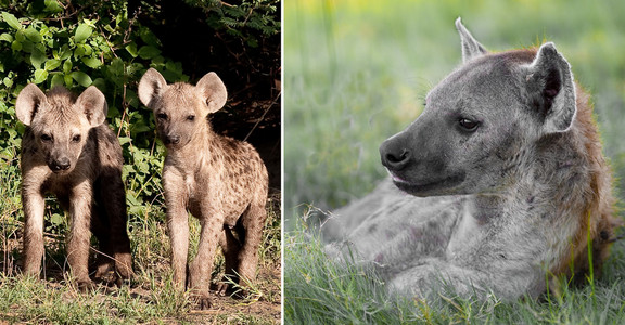 Hyena Family