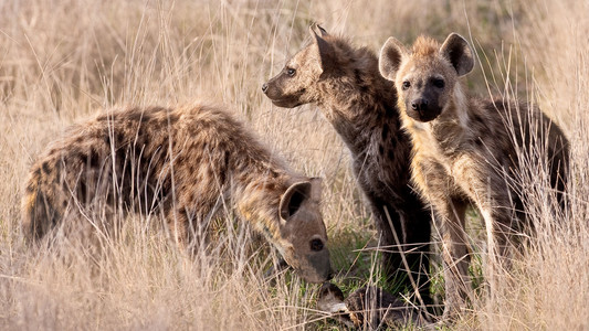 Two Juvenile Hyenae w/ Carrion