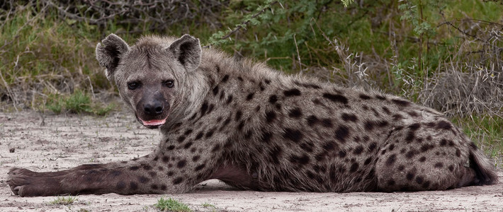 Hyena