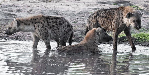 Spotted Hyenas