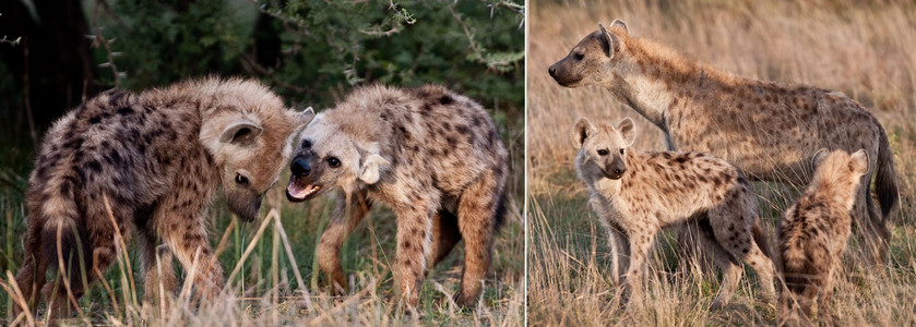 Hyena Family