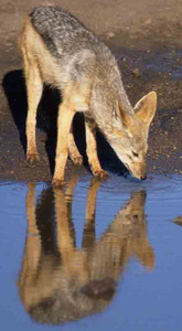 Blackbacked Jackel