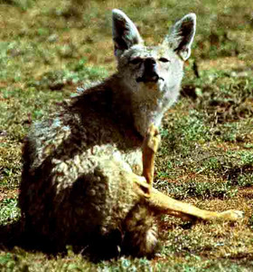 Blackbacked Jackel