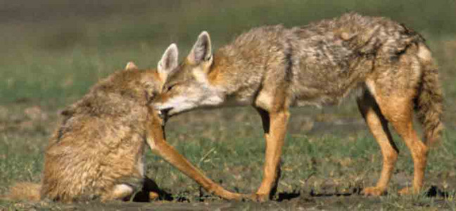 Blackbacked Jackel