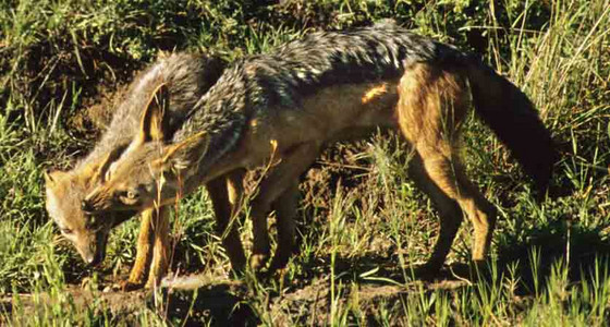 Blackbacked Jackel