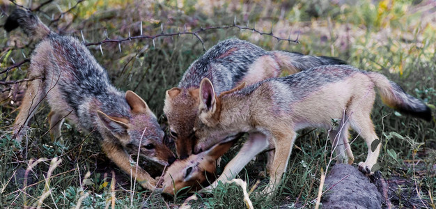 Jackels Eat Impala
