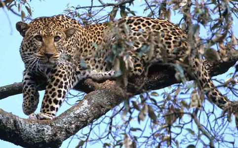 Leopard