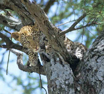 Leopard Cub