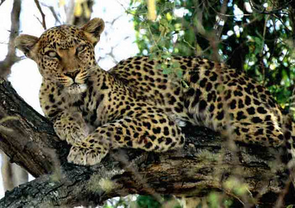 Leopard Stuffed
