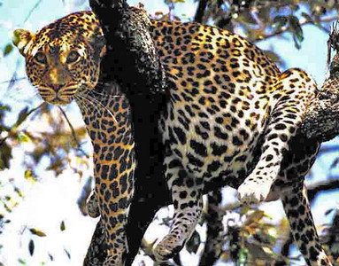 Comfortable Leopard