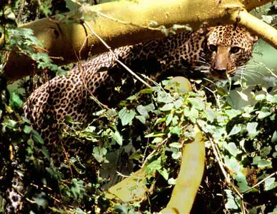 Leopard Munder