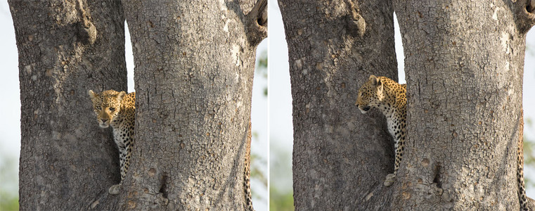 Diptich of Leopard